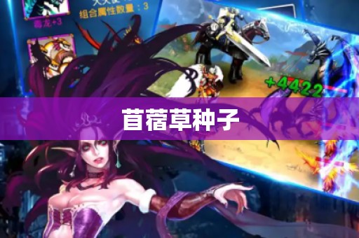 苜蓿草种子